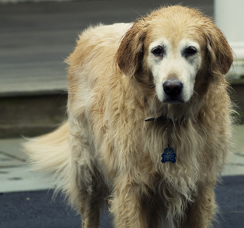 dogs in the rain